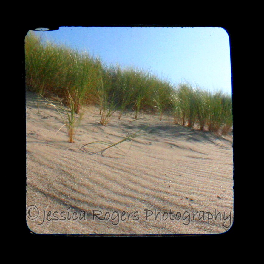 [TtV+Beach+Grass+1.jpg]