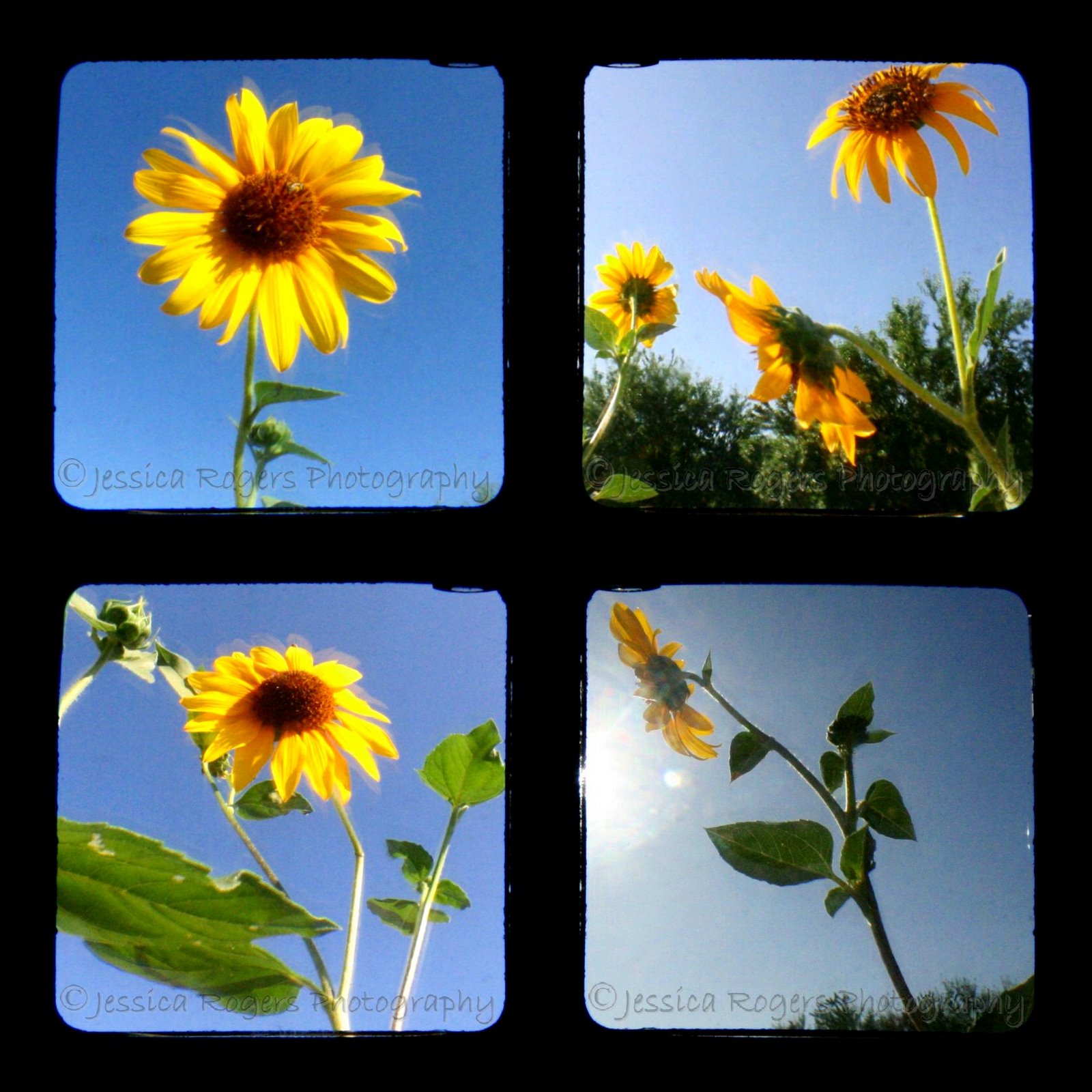 [TtV+Sunflower+Series+of+4.jpg]