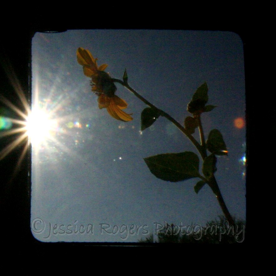 [TtV+Sun+Flower.jpg]