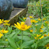 Mellow Yellow Monday #33