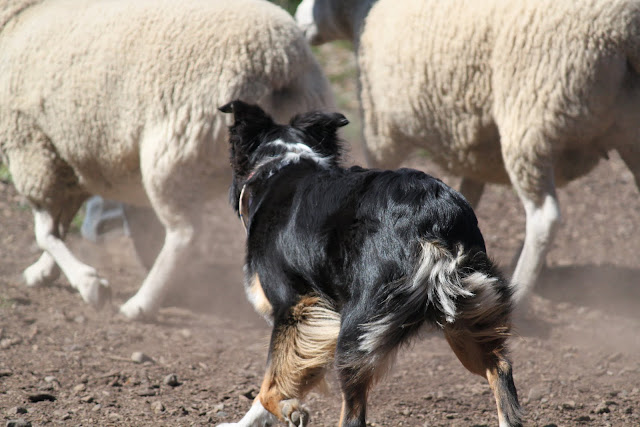a day of herding