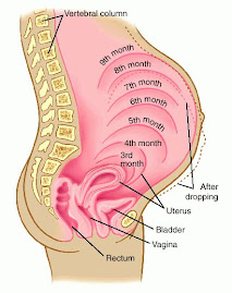 Pregnancy Growth