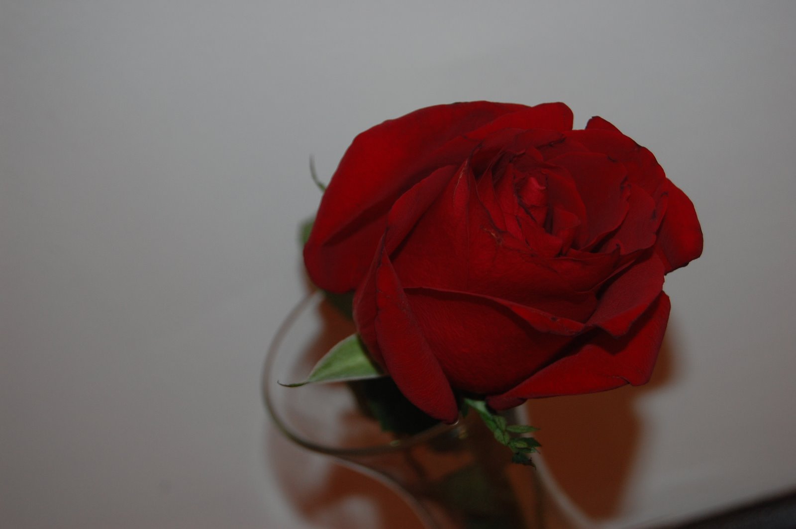 [DSC_3394.JPG]