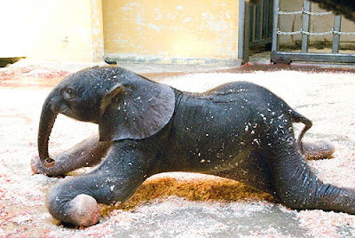 just born baby Elephant photos