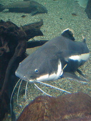 Cat fish farming using a canvas,catfish house