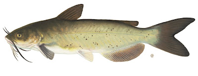 Channel catfish Ictalurus punctatus