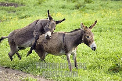 Female donkey mating with funk donkey video clips