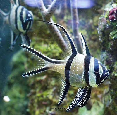 video pics of Cute aquarium Pterapogon kauderni fishes photos