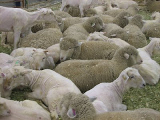 sheep shearing demonstrations