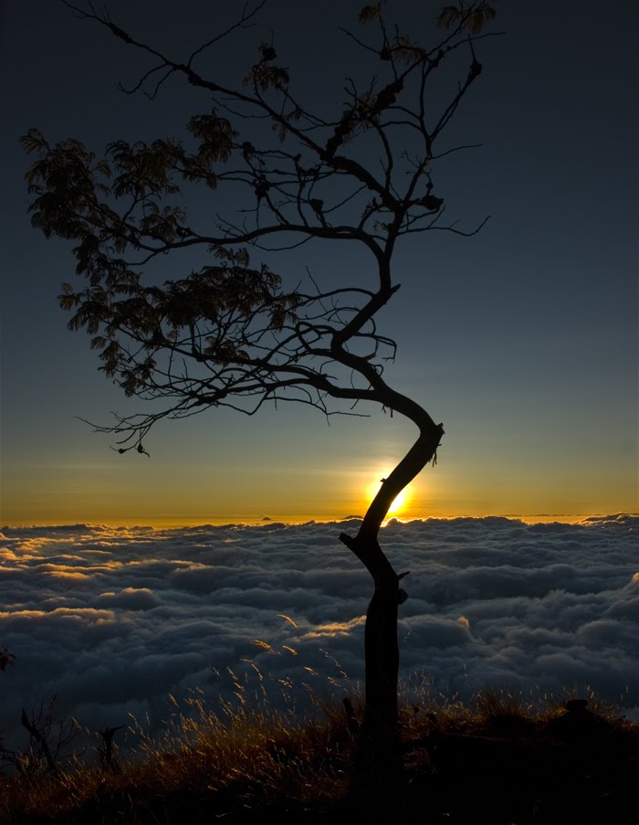 [Lawu+sunset+with+tree.jpg]