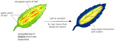 Biology Ordinary Level Notes 05 25 07 Biology Ordinary Level Notes 05 25 07