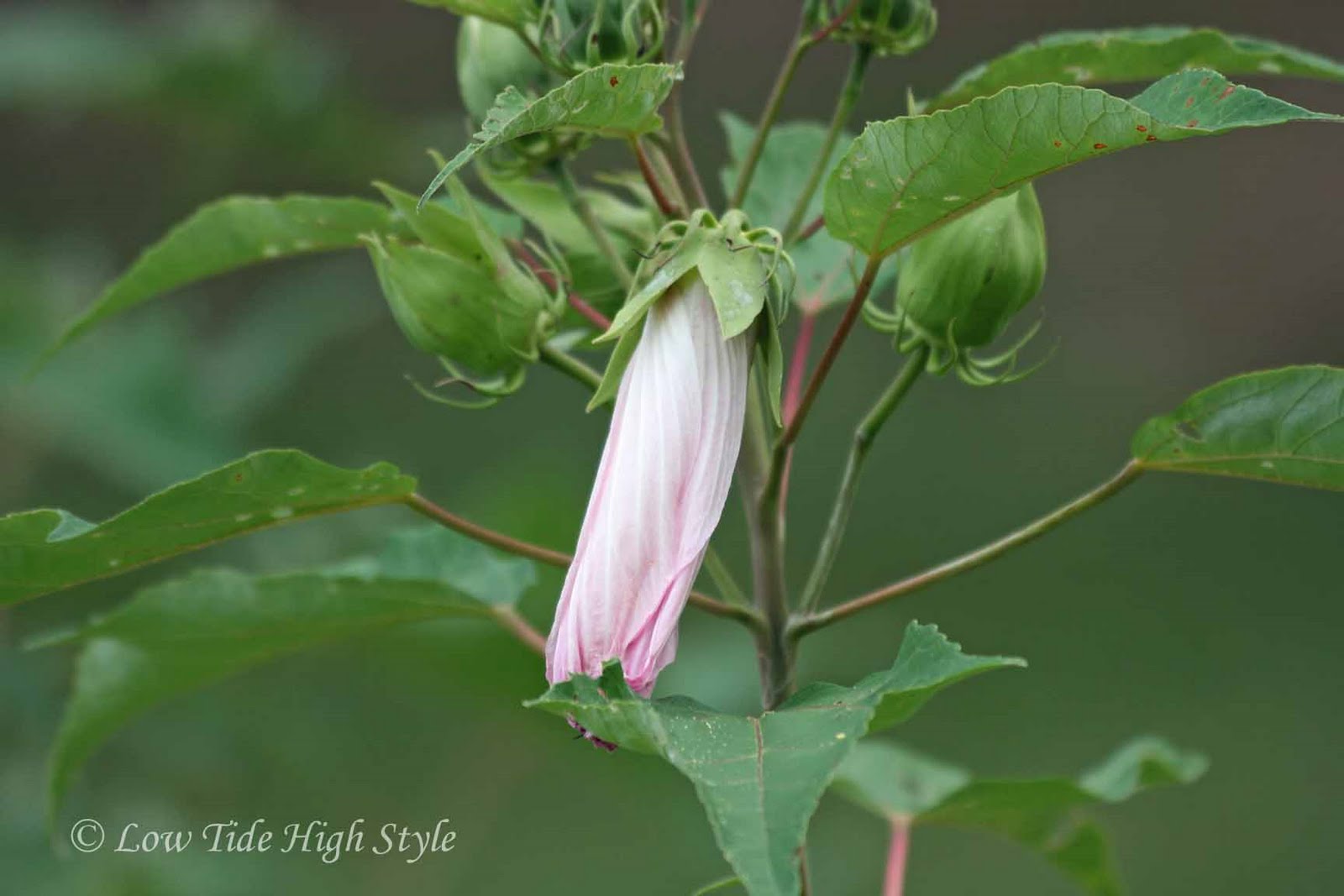 Low Tide High Style Marsh Mallows