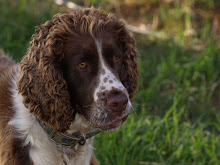 Russell, our english springer spaniel