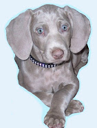 Quiero que me regalen un cachorro Weimaraner así de lindo