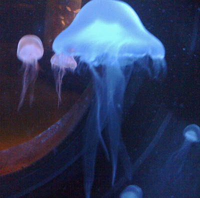 will smith jellyfish