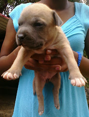 Blue Fawn Female I - Pictured here at 2.5 weeks