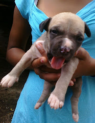 Slvr Blue Fawn Female - Pictured at 2.5 wks