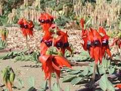 Sturt desert pea