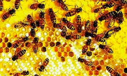 EPA Approved Bee Killing Pesticide in 2003 6 honeycomb reso