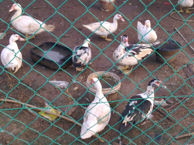 Zali Agro Farm Itik Kampung Untuk Di Jual