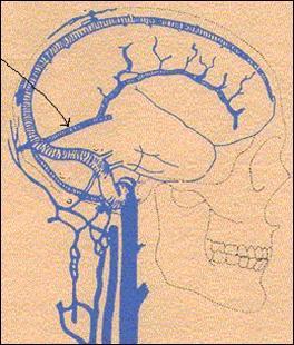 Blog Necron Overlord