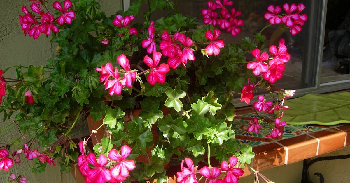 Thyme In A Bottle Grandma Called Them Geraniums!