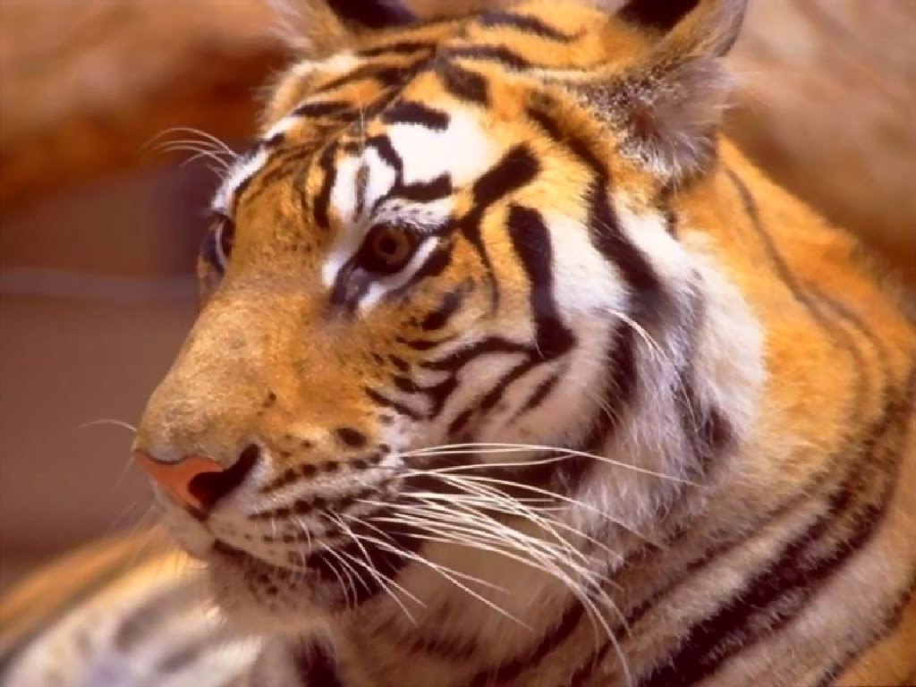 animals in danger of extinction Team: the black panthers valeria rafael fernanda pamela 419. animals in danger of extinction Team: the black panthers valeria rafael fernanda pamela 419.