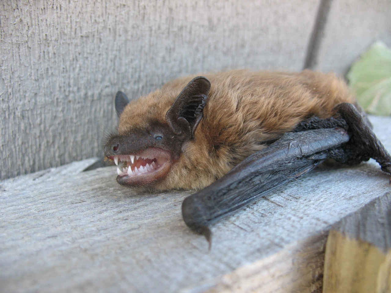 Seams Sew Crazy Bats In My Belfry