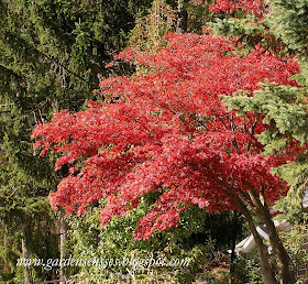 Garden Sense: November 2010