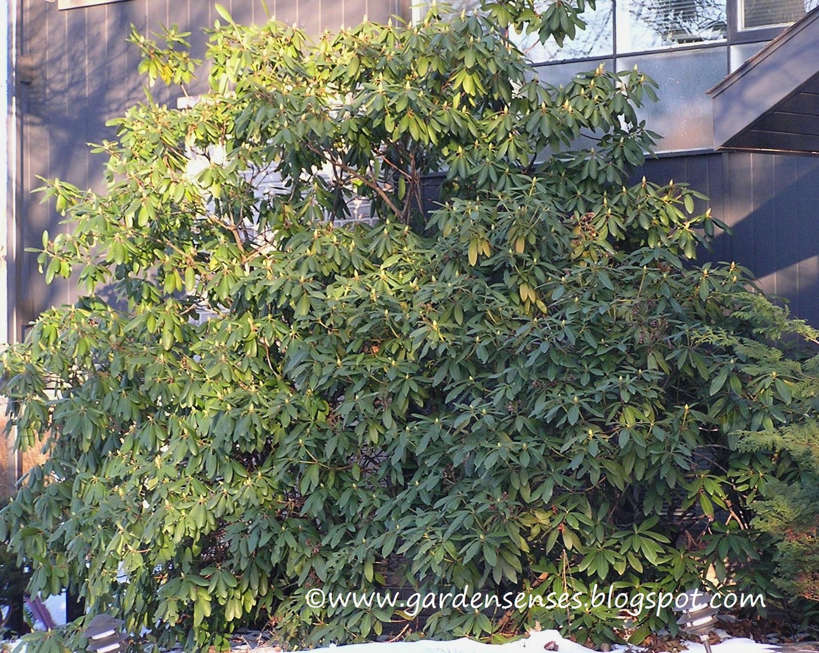 Vw Garden Soft Touch Compact Holly A Useful Little Evergreen Shrub