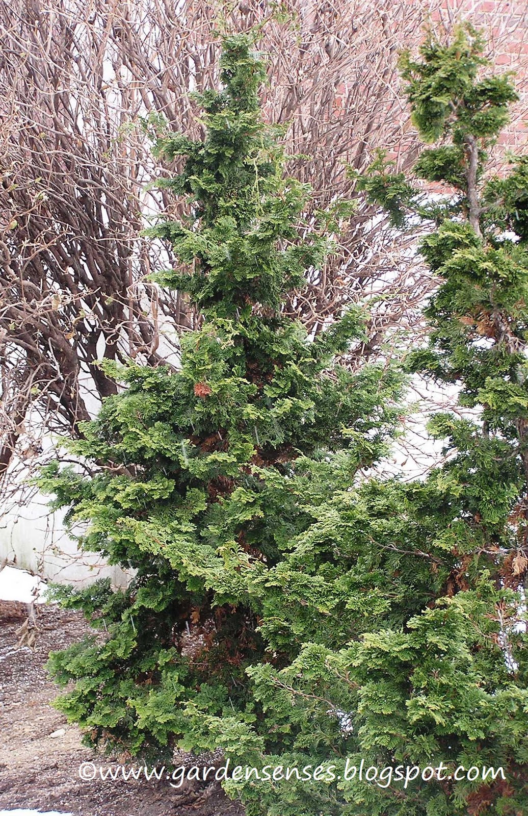 Garden Sense Evergreen Shrubs