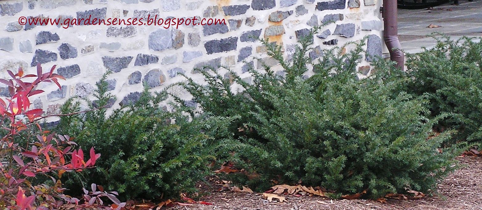 Butterflies Of Singapore Favourite Nectaring Plants 16