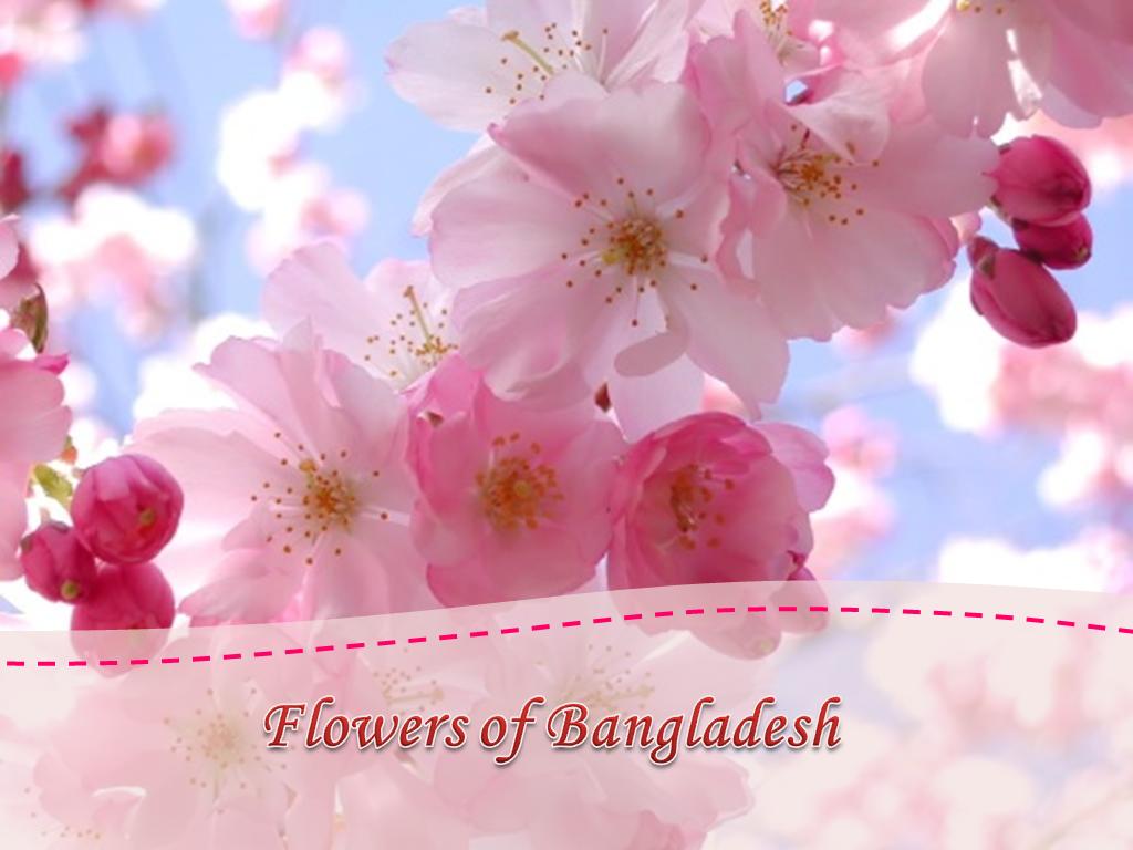 Flowers of Bangladesh Flower of Bangladesh