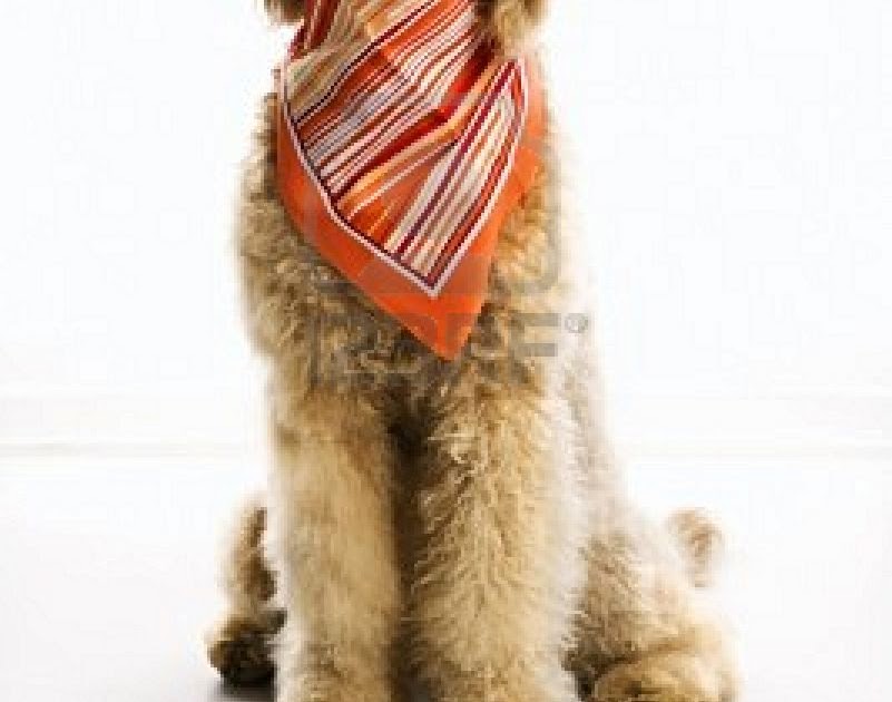 Things Deb Loves Dogs Wearing Bandanas