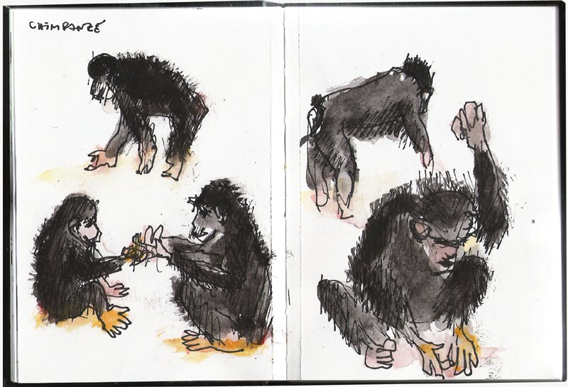 [Zoo_Chimpanze-725647.jpg]