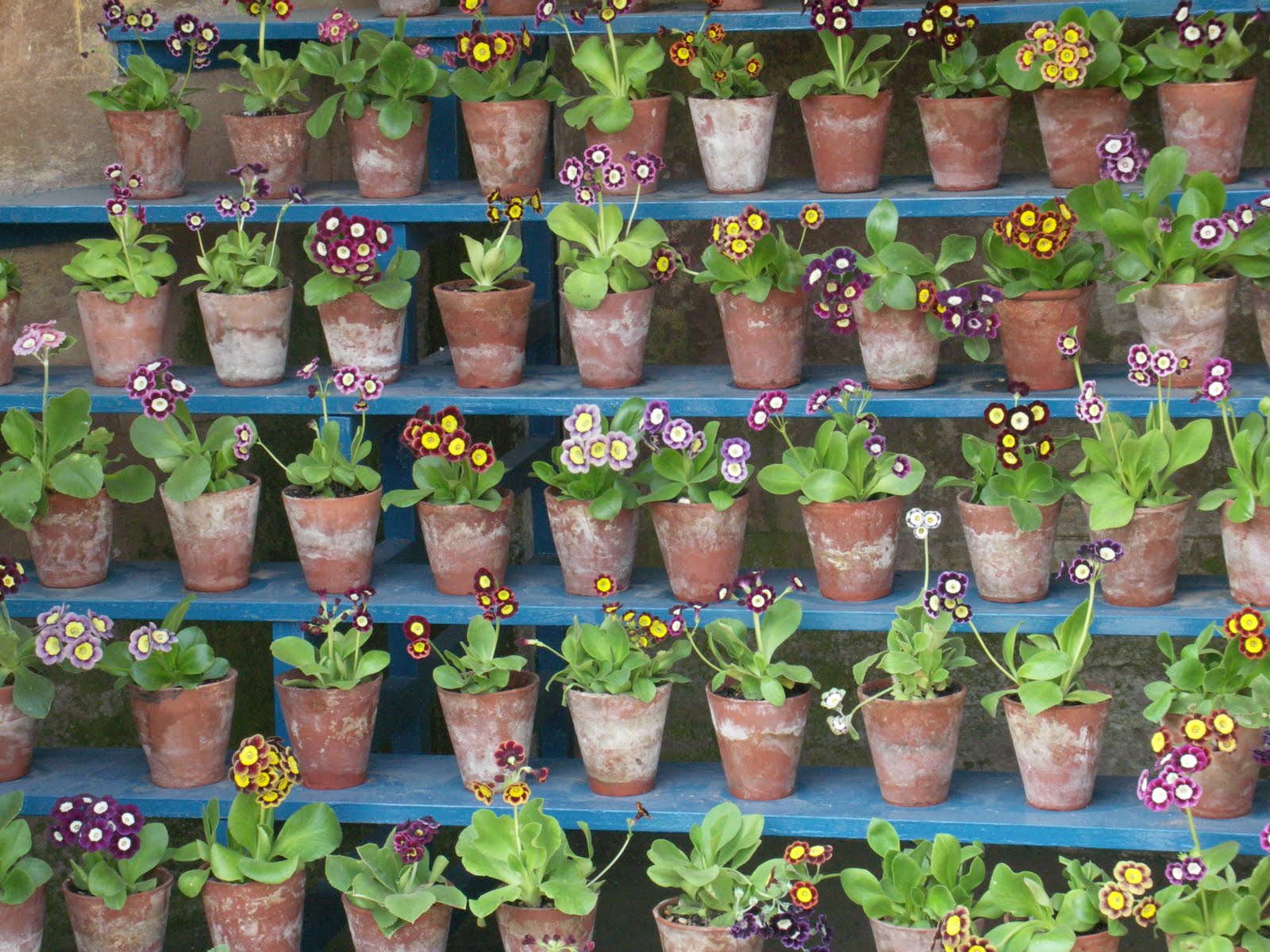 Auricula Theatre