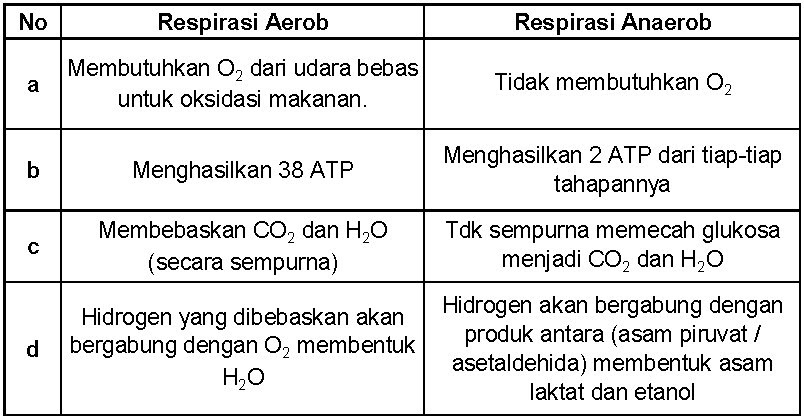 Respirasi Aerob dan Anaerob