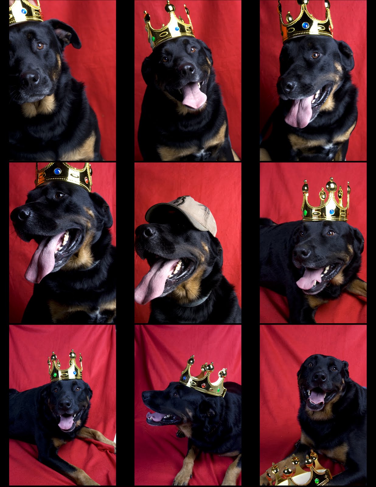 [@ContactSheetdog.jpg]