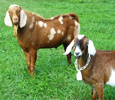 Goat Raising