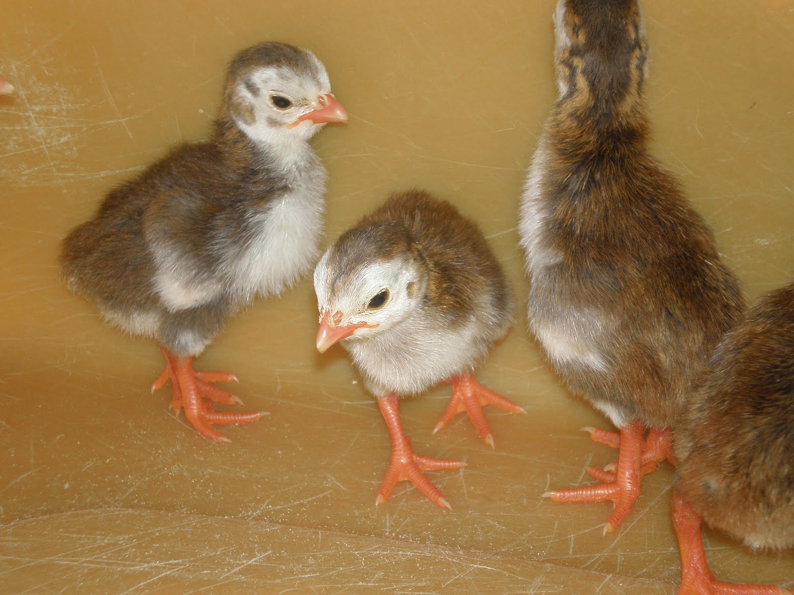 Kandang Yang Baik Untuk Anak Ayam Mutiara Hobi Ternak