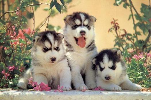 cute husky puppies wallpaper. cute husky puppies wallpaper.