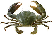 Scylla sp