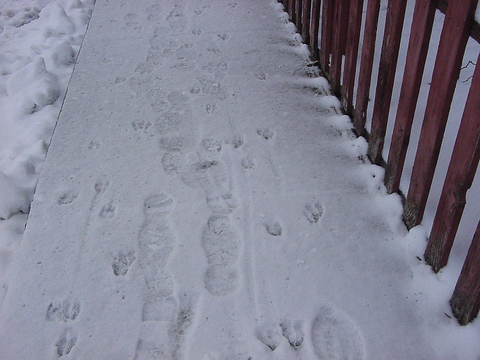 [ManDeerCatTracks01.jpg]