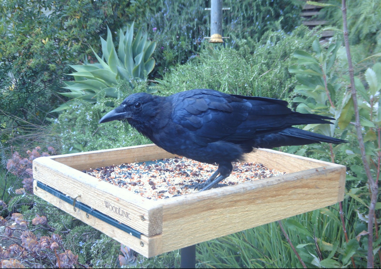 BirdCam on Cheltenham A day at the platform feeder