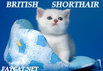 FAYCAT- OUR BRITISH CAT