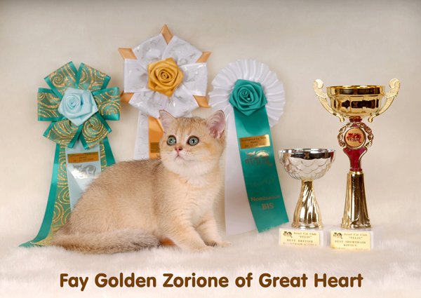 ABOUT BRITISH CATs -   SILVER , GOLDEN- HISTORY, LEGEND, OUR GOLDEN CAT. WWW.FAYCAT.NET.