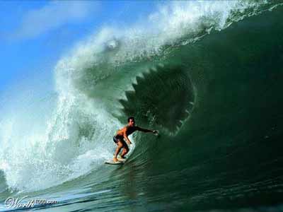[shark+surfing.jpg]
