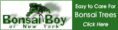 Bonsai Boy