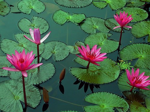 Red Lotus Flower