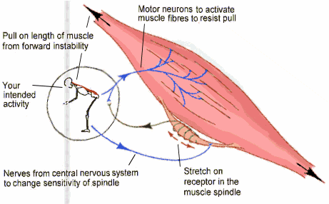 calcaneal reflex